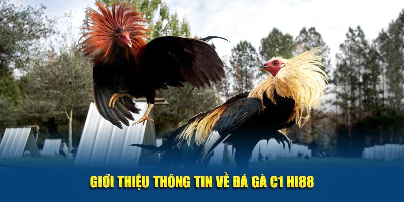 Giới thiệu thông tin về đá gà C1 Hi88