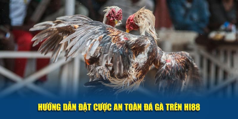 Hướng dẫn đặt cược an toàn đá gà trên Hi88