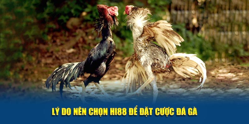 Lý do nên chọn Hi88 để đặt cược Đá gà C1