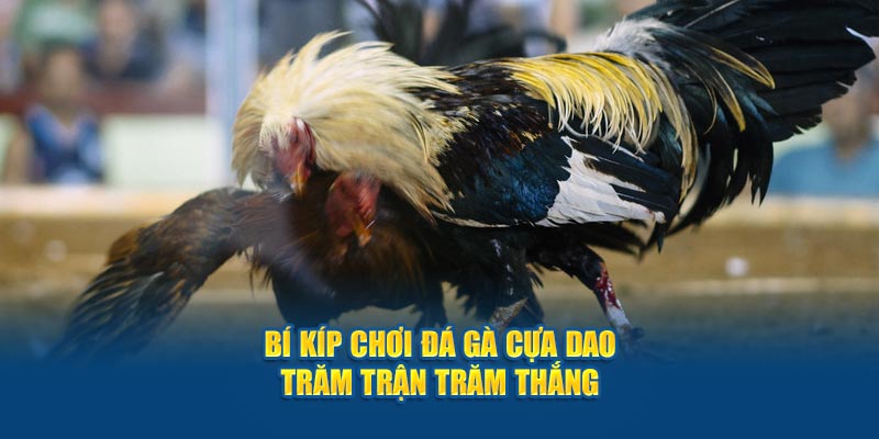 Bí kíp chơi đá gà cựa dao trăm trận trăm thắng