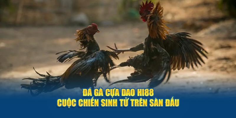 Đá Gà Cựa Dao Hi88 - Cuộc Chiến Sinh Tử Trên Sàn Đấu 