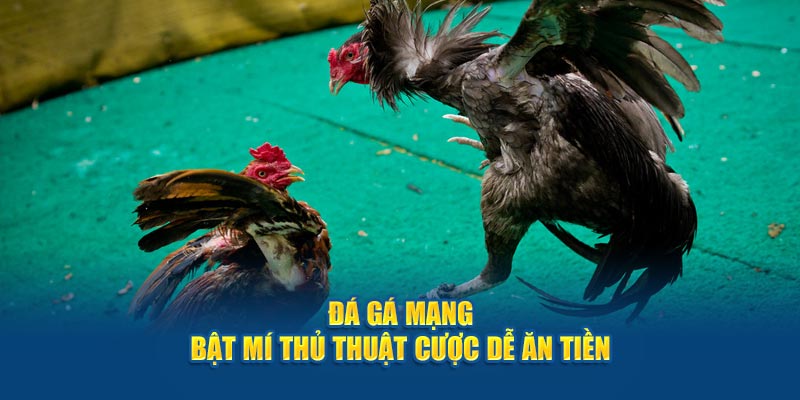 Đá Gà Mạng - Bật Mí Thủ Thuật Cược Dễ Ăn Tiền Nhà Cái 