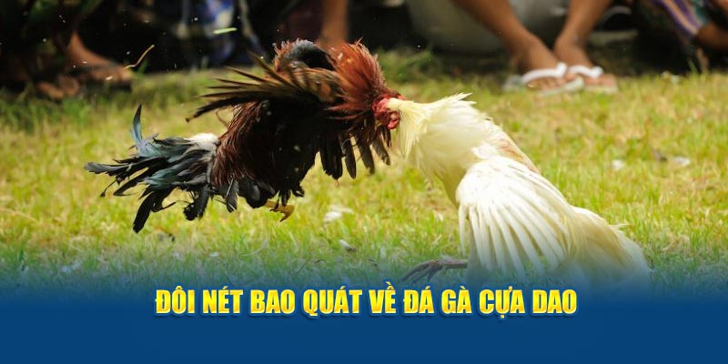 Đôi nét bao quát về đá gà cựa dao 