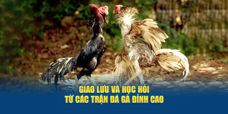 Giao lưu và học hỏi từ các trận thi đỉnh cao