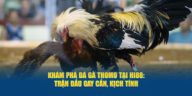 Khám Phá Đá Gà Thomo Tại Hi88: Trận Đấu Gay Cấn, Kịch Tính