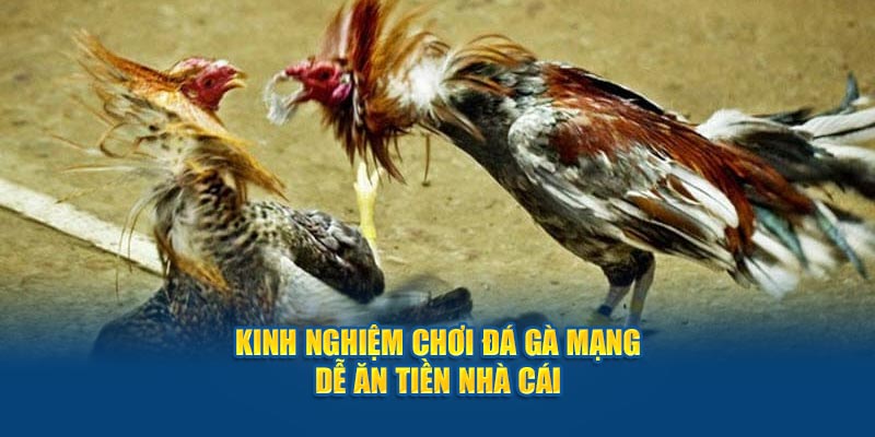 Kinh nghiệm chơi đá gà mạng dễ ăn tiền nhà cái