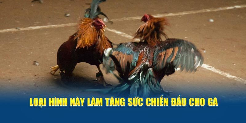 Loại hình này làm tăng sức bền cho kê