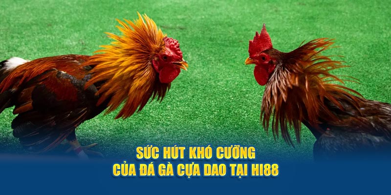 Sức hút khó cưỡng của đá gà cựa dao tại Hi88