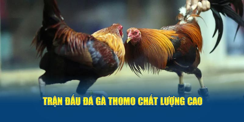 Trận đấu chất lượng cao