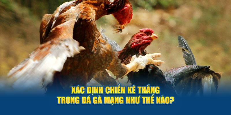 Xác định chiến kê thắng trong đá gà mạng như thế nào?